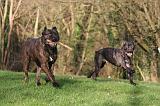 CANE CORSO 1380